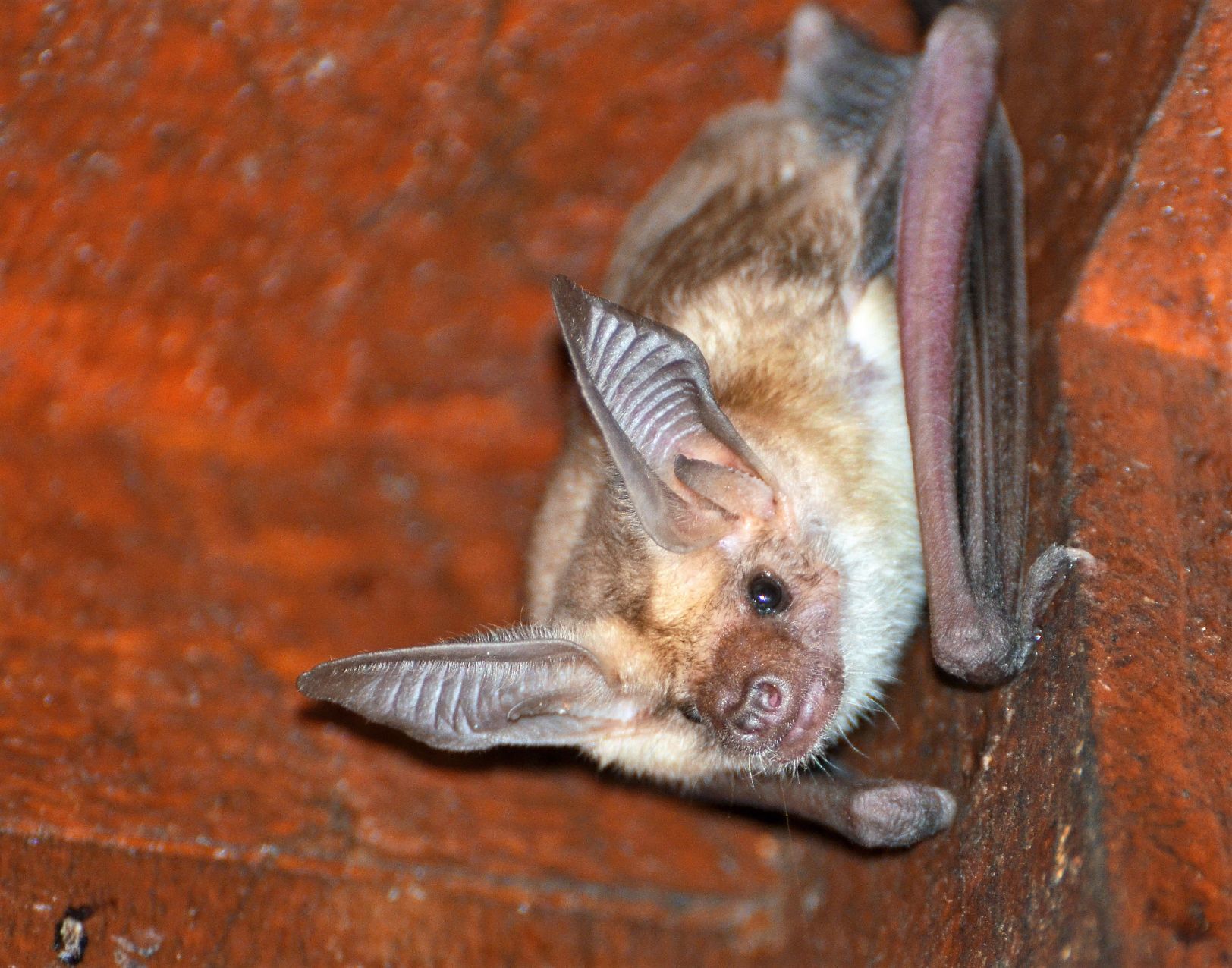 Ballard the pallid bat